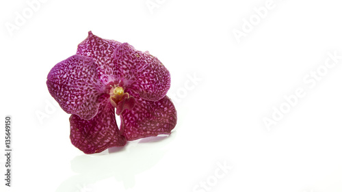 Orchid isolated  multiple orchid isolated on white background