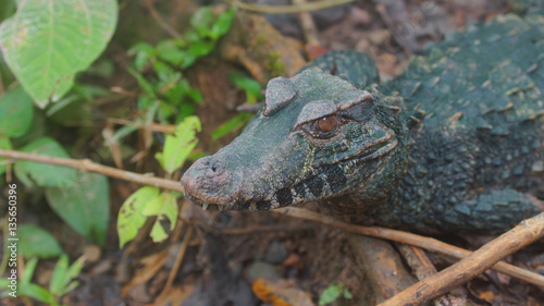 Top view of Narrow-snouted Spectacled Caiman. Common names: Caiman de anteojos. Scientific name: Paleosuchus trigonatus photo