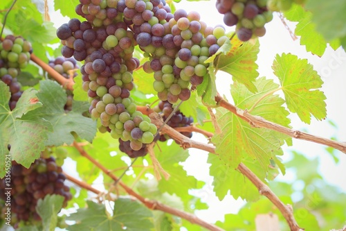 Wallpaper Mural fresh grapes in vineyard Torontodigital.ca