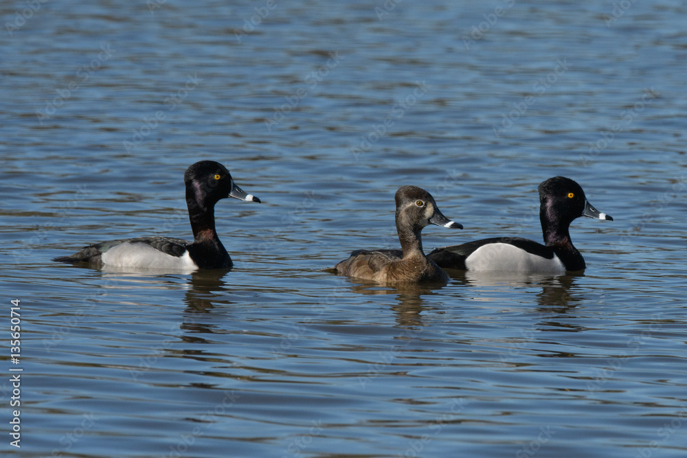 Two male and one female ringnecked duck swimming together in lake Two male and one female ringnecked duck swimming together in lake