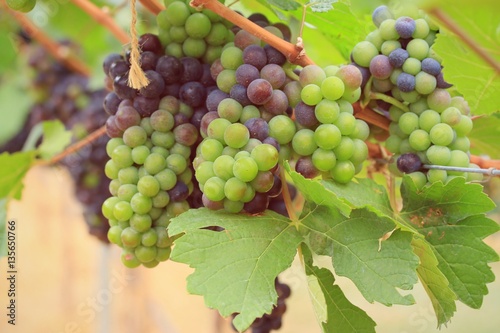 Wallpaper Mural fresh grapes in vineyard Torontodigital.ca