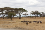 A Herd of Wildebeest