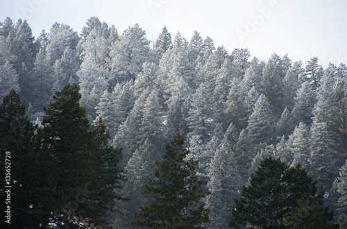 Snowy Treeline