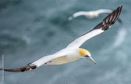 Canvas Print Australasian gannet flying