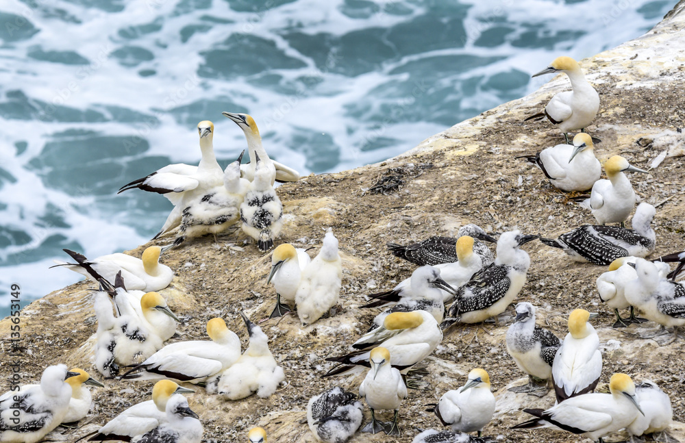 Fototapeta premium Nesting gannets habitat at Muriwai in New Zealand