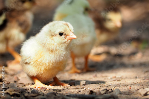 Chicks newborn.