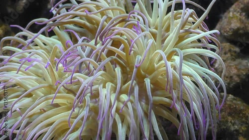 Seabed animal Snakelocks Anemone tentacles close up photo