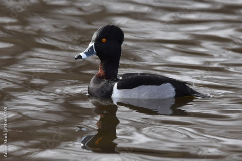 Ringnecked duck swimming in lake with reflection