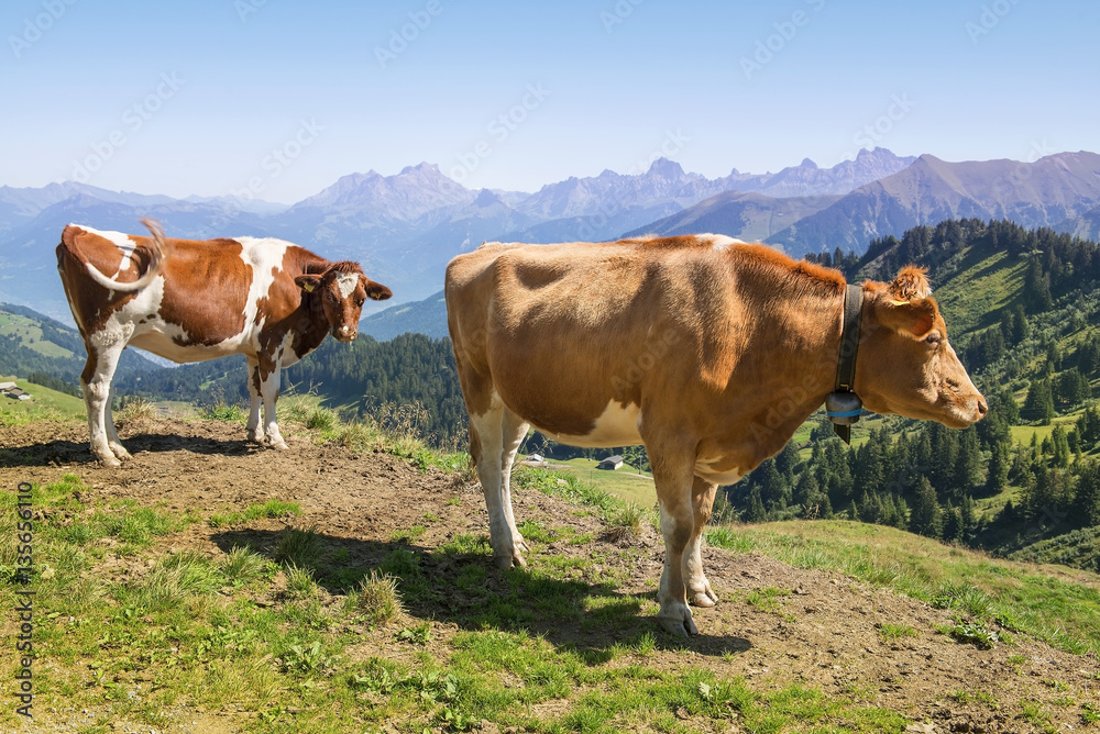 Fototapeta premium cows in Alps, Switzerland