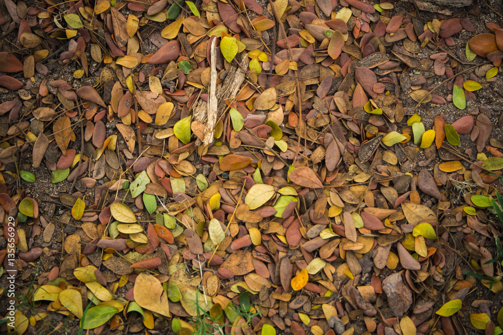 dry leaves on lawn