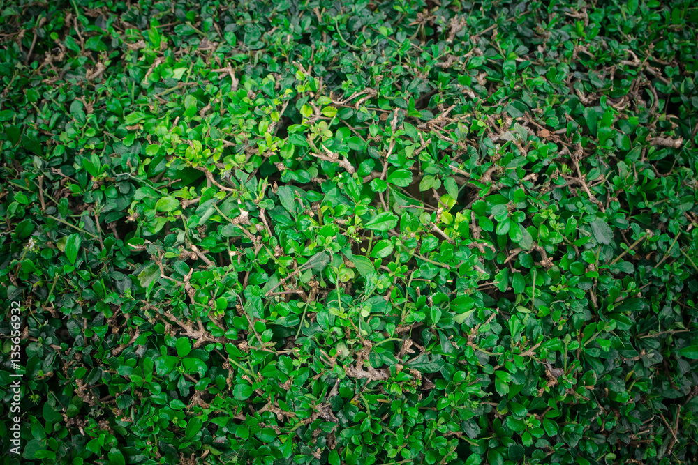 green leaves background texture green leaves background texture