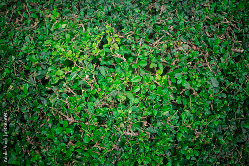 green leaves background texture