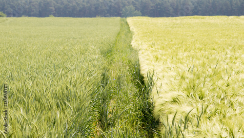 zwei landwirtschaftliche Felder grenzen aneinander