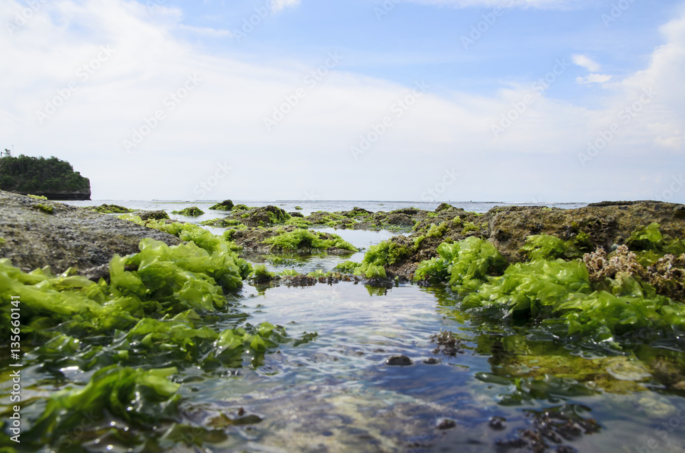 Fototapeta premium Moss On the Rock with strong water wave at Low Tide Beach in Bali.