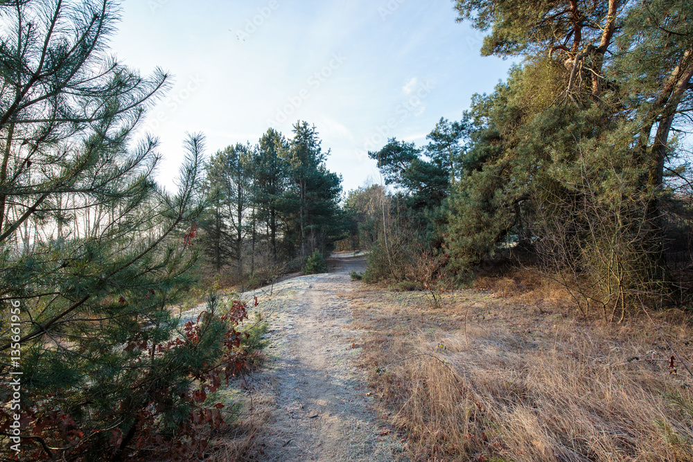 Frozen Ground on Hiking Trail/ Netherlands Frozen Ground on Hiking Trail/ Netherlands