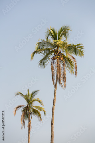 Fototapeta Naklejka Na Ścianę i Meble -  Two palm trees against blue sky