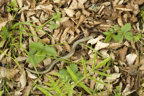 serpente che striscia su foglie secche photo
