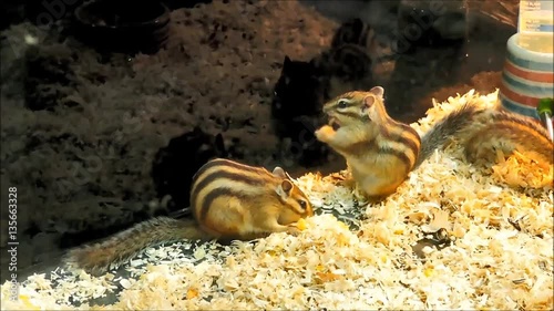 Chipmunks in glass cage. photo