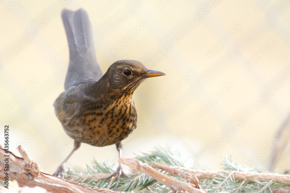 Fototapeta premium Amsel, weiblich