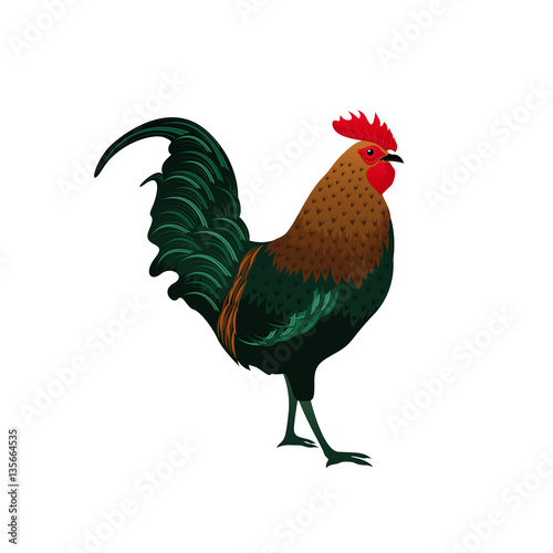 Rooster Chicken and Hen