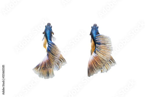 closeup beautiful small siam betta fish with isolate background