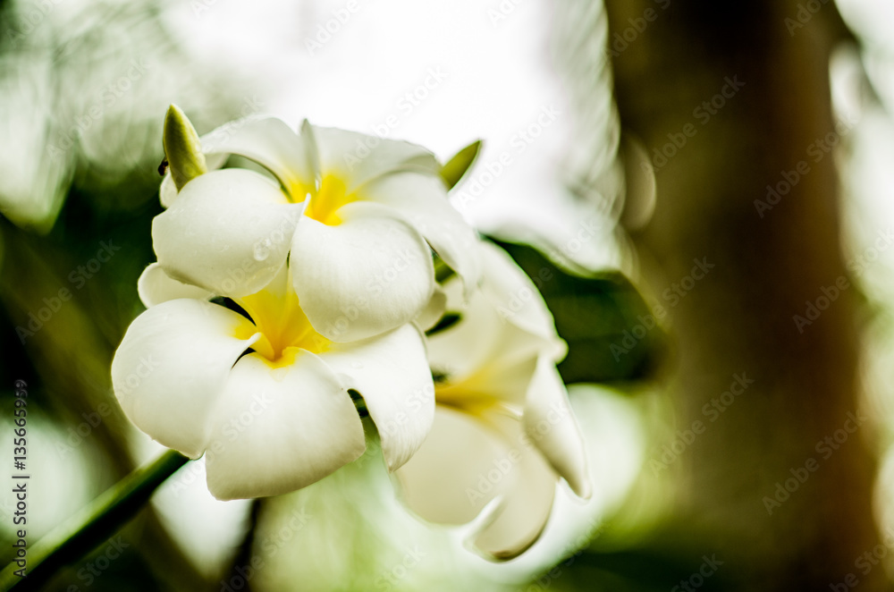 Fototapeta premium white frangipani flower