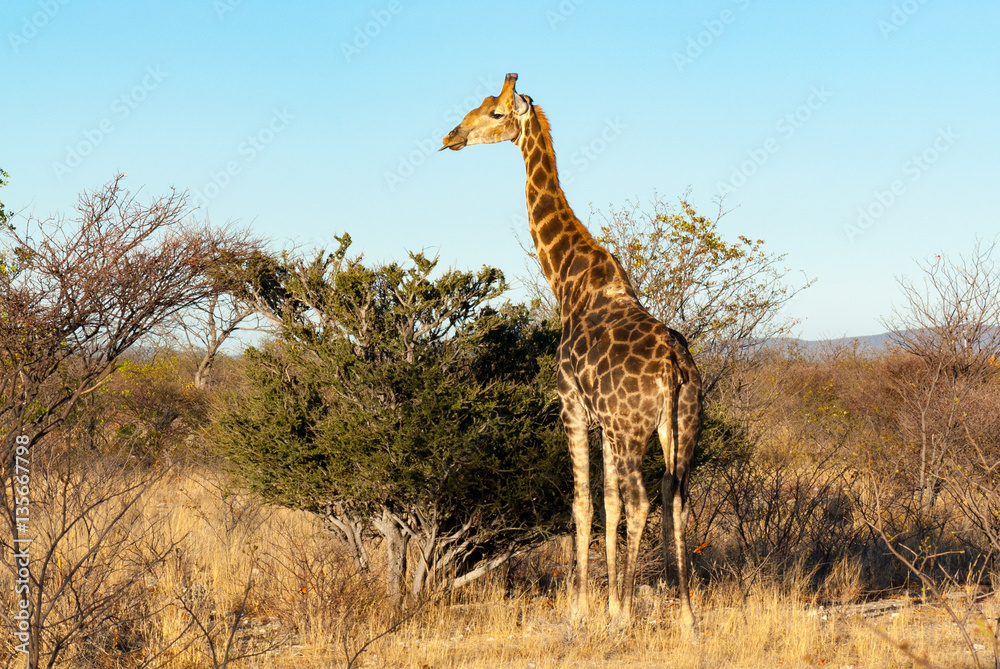 Obraz premium South African giraffe