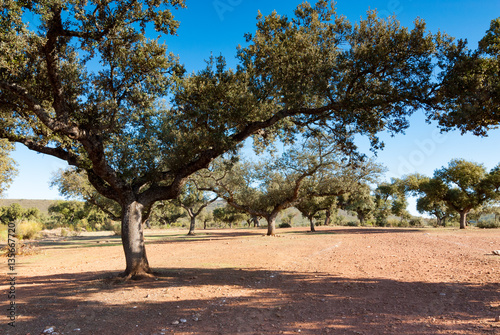 oak trees, Extremadura, Spain photo