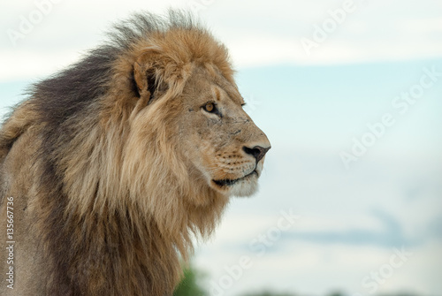 Big male lion, close up (Panthera leo)