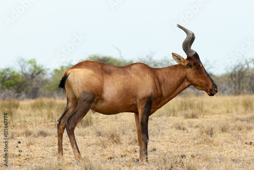 red hartebeest antelope (Alcelaphus buselaphus caama or A. caama) © Stefan Scharf