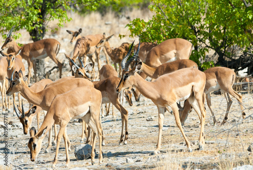 Black-faced impala (Aepyceros melampus), Etosha National Park, Namibia