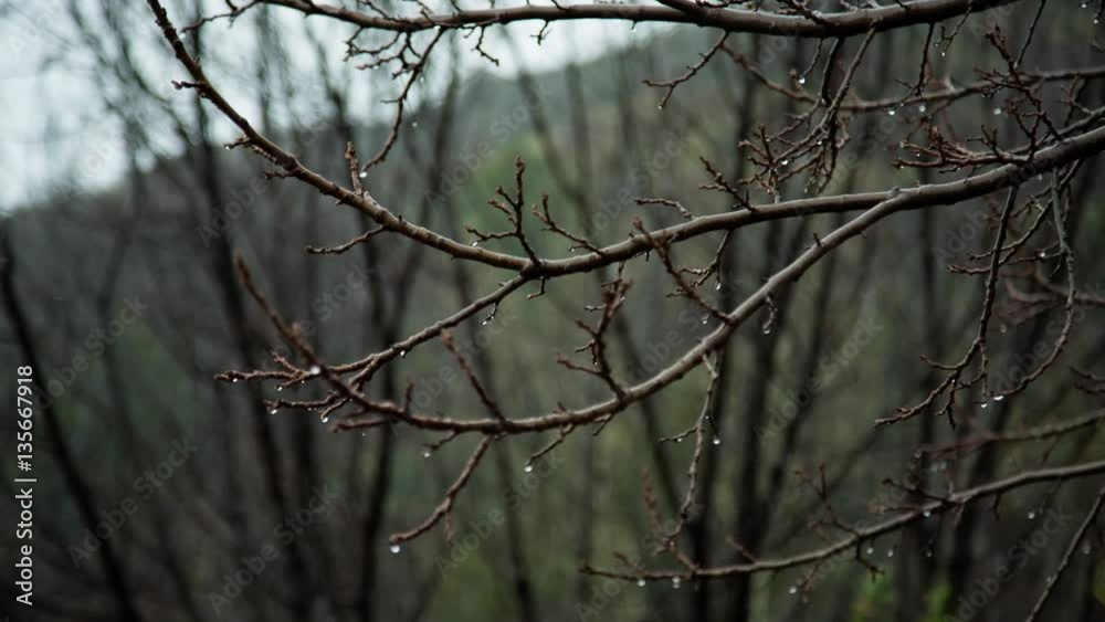 Heavy rain on tress in California during Winter in HD 24 fps