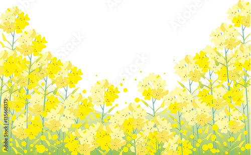 菜の花の背景