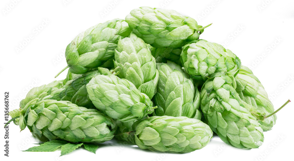 Hop cones. Isolated on white background. Hop cones. Isolated on white background.