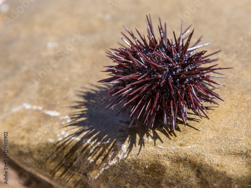 Urchin at the coast line.
