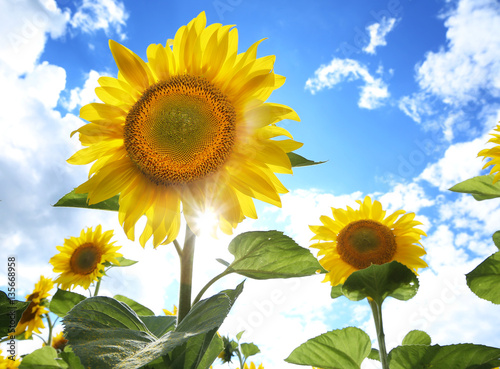 Sunflowers in the field on the sunny day.