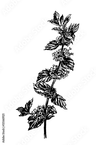 drawing forest plant blooming nettle sketch hand-drawn vector illustration