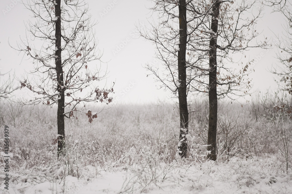 Fototapeta premium Snowing landscape in the park