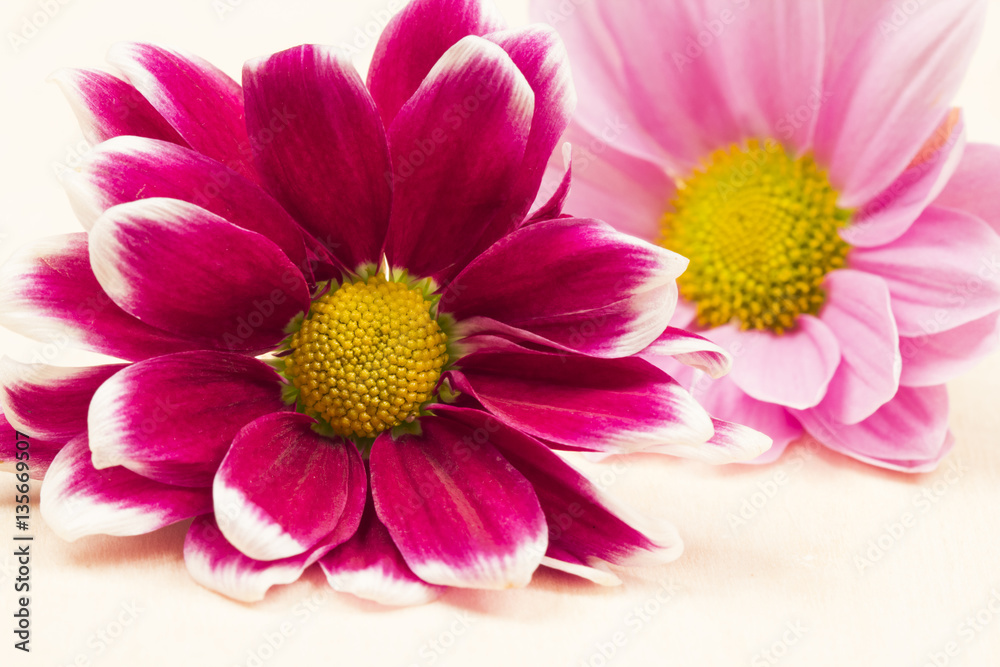 Chrysanthemum flowers with details 
