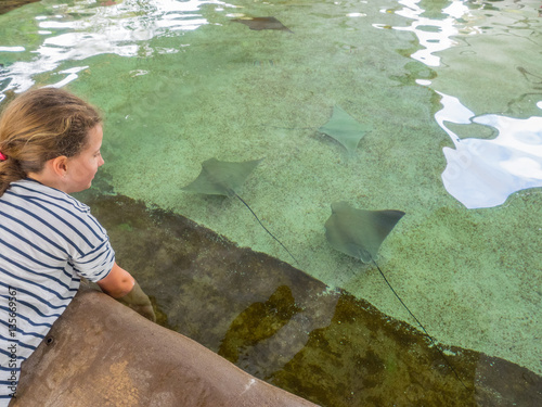 Golden cownose ray photo