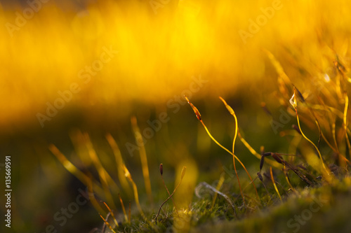 Abstract  colorful composition with moss flowers in spring  