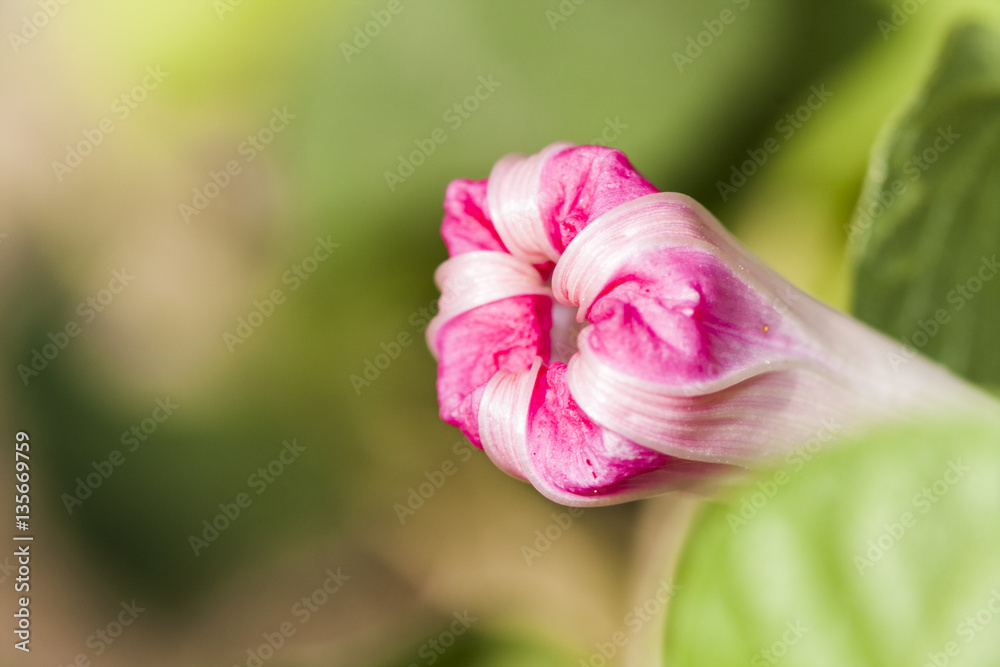 Ipomoea purpurea (Morning glory) closed flower with details and natural background Ipomoea purpurea (Morning glory) closed flower with details and natural background