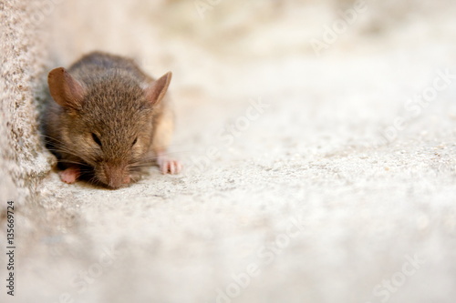 Portrait of a scared mouse