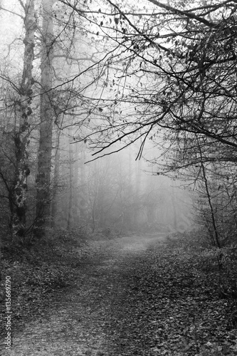 Fototapeta Naklejka Na Ścianę i Meble -  English woodland on a foggy misty morning