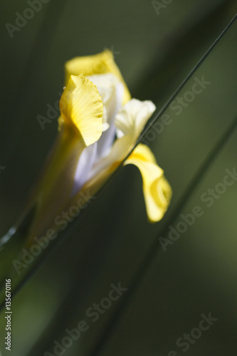 Fototapeta Naklejka Na Ścianę i Meble -  Beautiful iris flower with details 