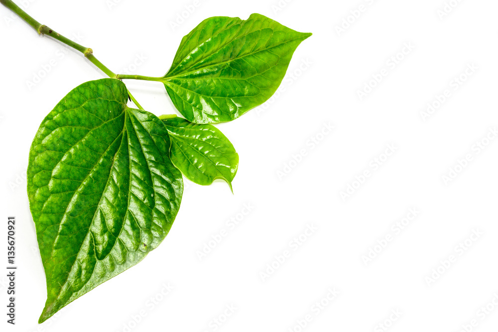 Fototapeta premium Green leave
