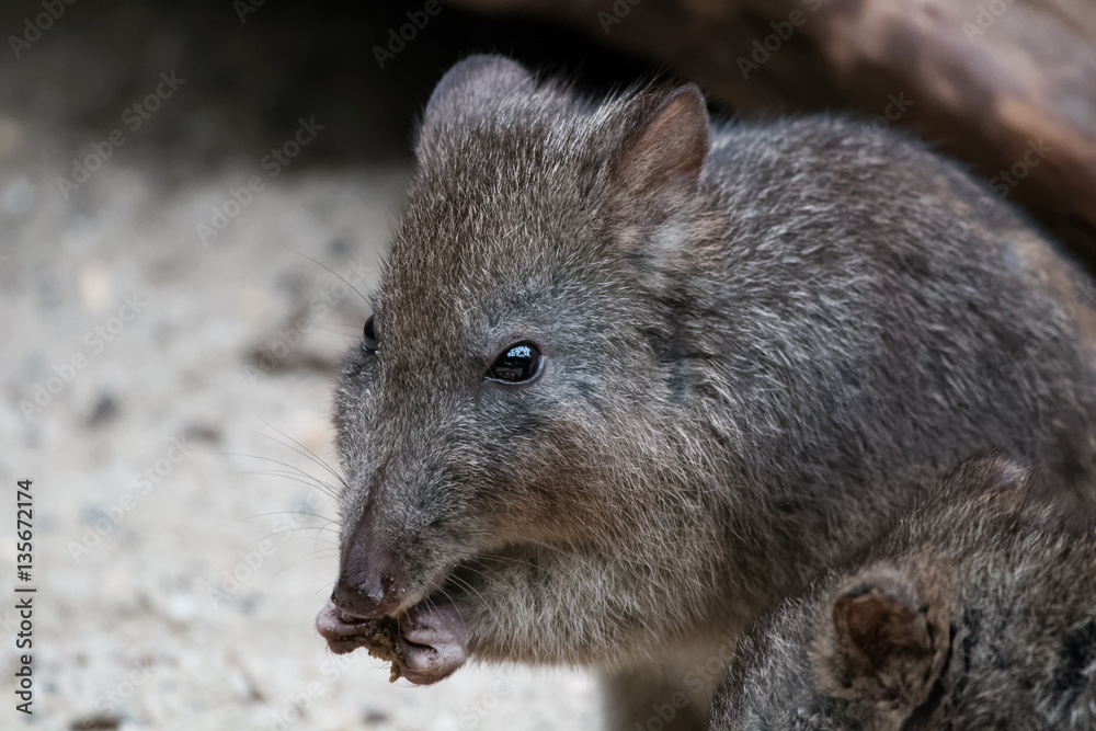 Potoroo à long nez