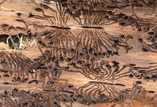 The European spruce bark beetle. Traces of a pest on a tree bark