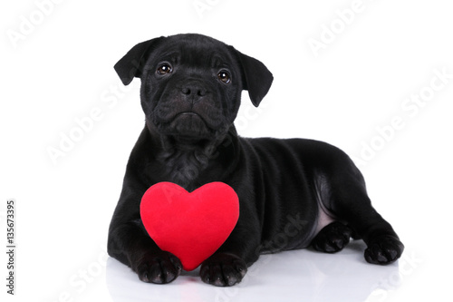 Little black puppy with a heart pillow © adyafoto