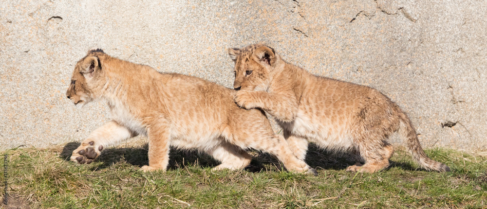 Fototapeta premium Lion cubs exploring it's surroundings